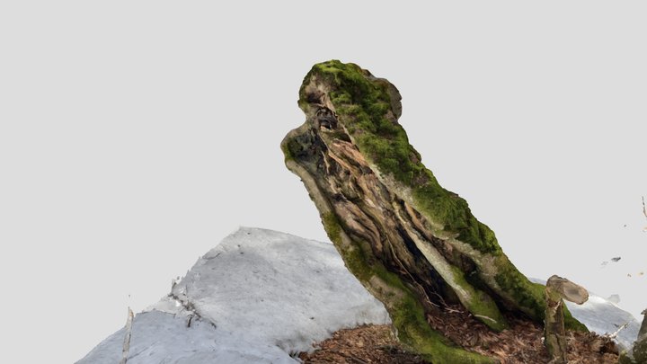 Tree stump scan 2023-03-19 3D Model