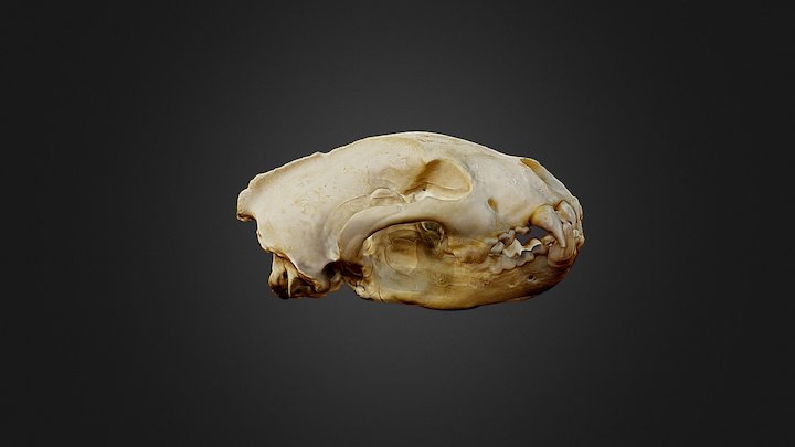 Wolverine 3D Model