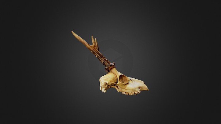 Roe Deer 3D Model